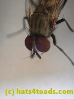 /home//u458753944/public_html/sourcegallery//Insects and small critters/flies (Diptera)/P4250164.JPG